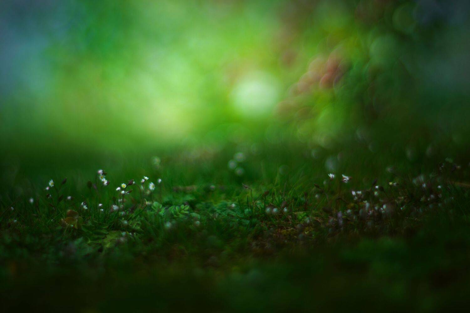 nature,nikon,flower,orange,bokeh,zenit,helios,85mm,brown,mushroom,green,white,, ColorAddict.Nature Borislav Aleksiev