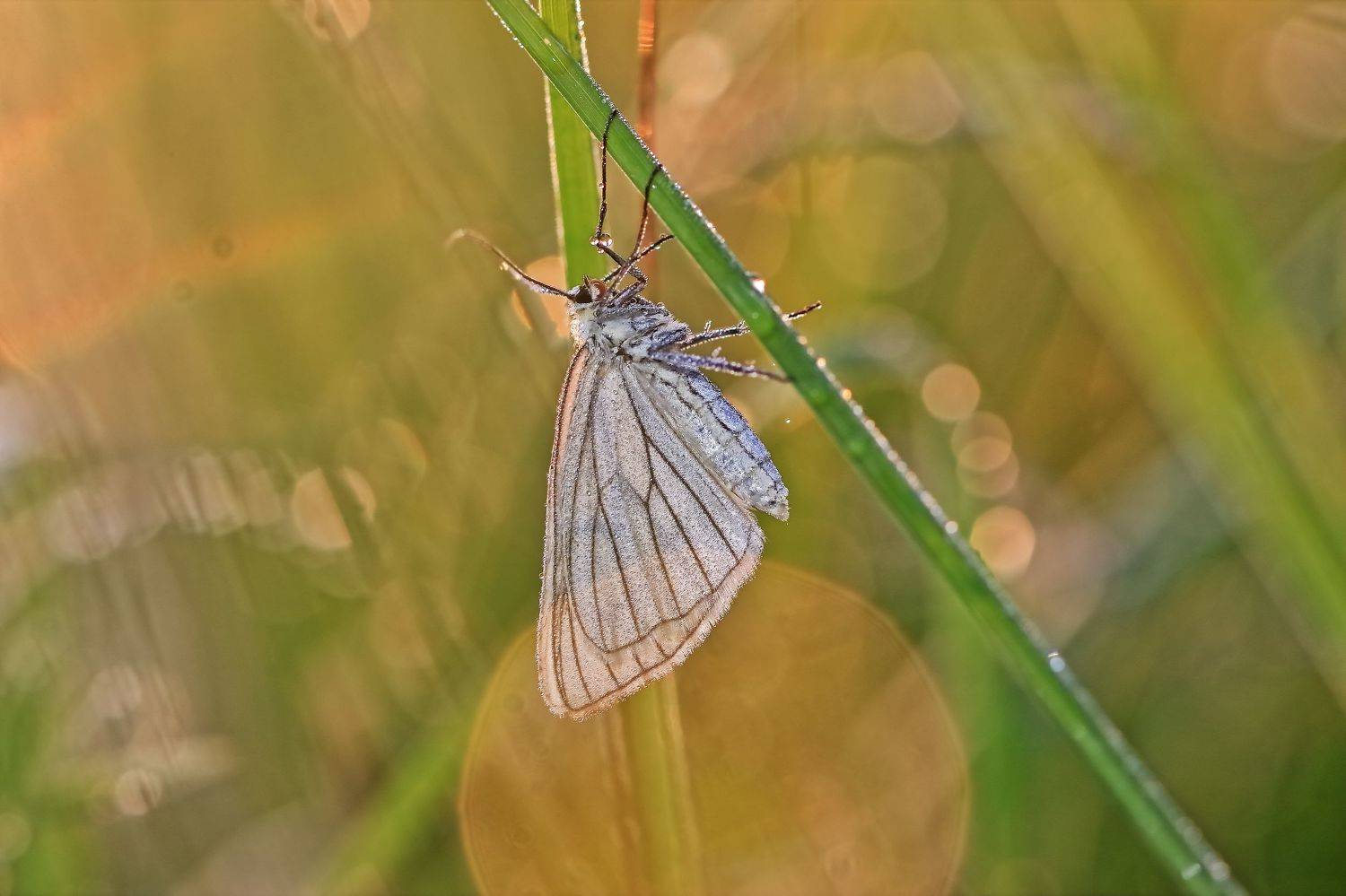 , Олег Резенов