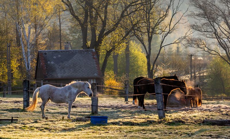 Утро с заморозками фото превью