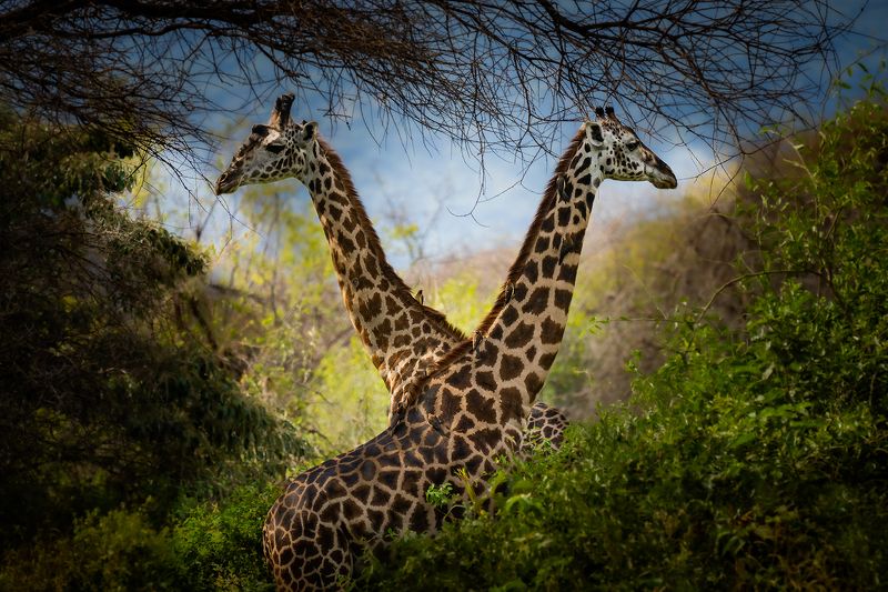 Giraffes & Buphagus фото превью