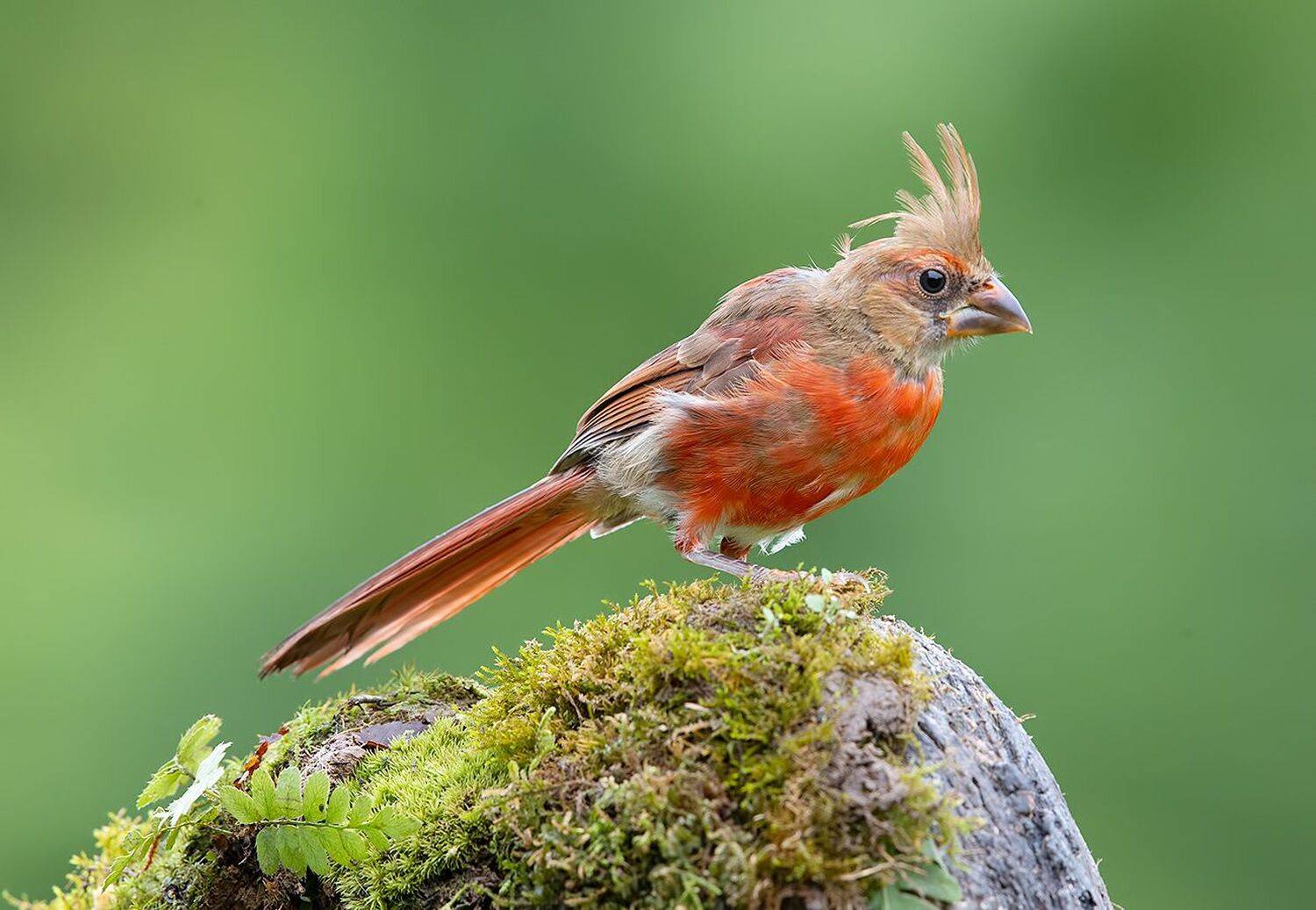 красный кардинал, northern cardinal, cardinal,кардинал, Elizabeth Etkind