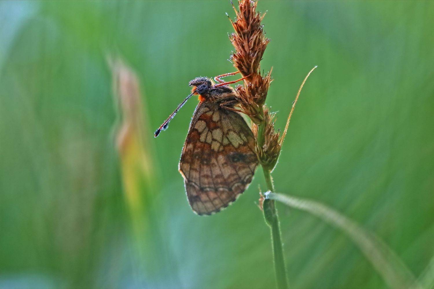 , Олег Резенов