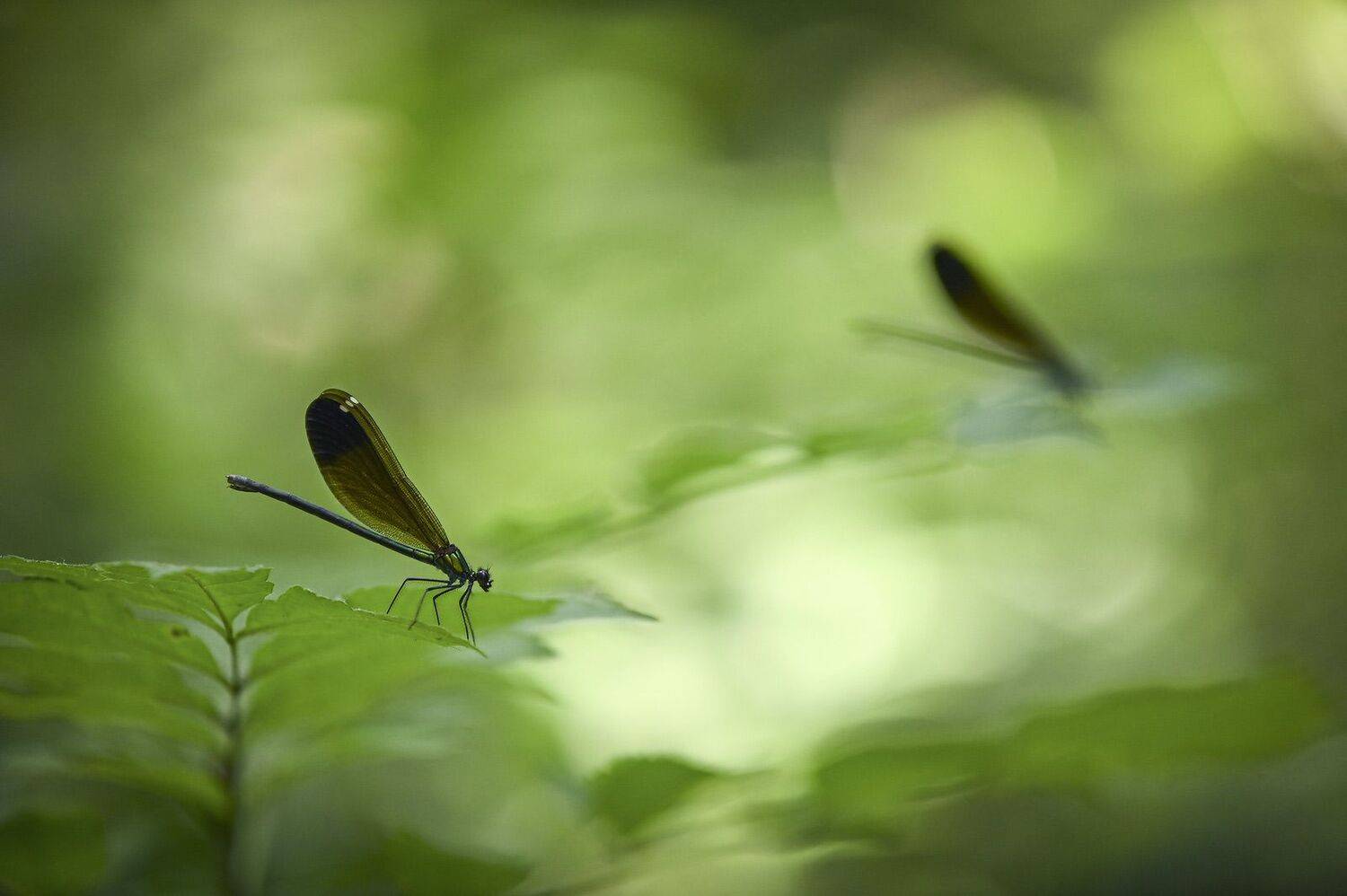 , Борис Пирог