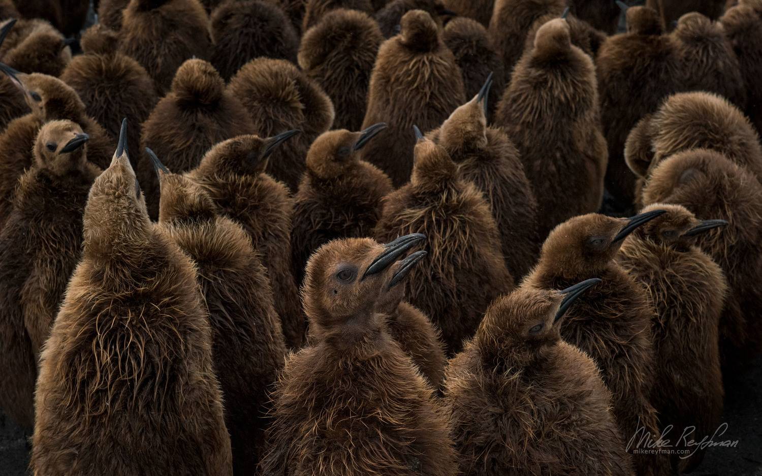 south georgia island, animal behavior, wildlife, animals in the wild, beach, south georgia, king penguin, salisbury plain, chicks, creche, rookery, Майк Рейфман