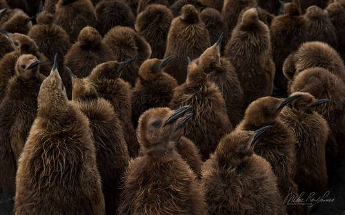 Лохматое Королевство