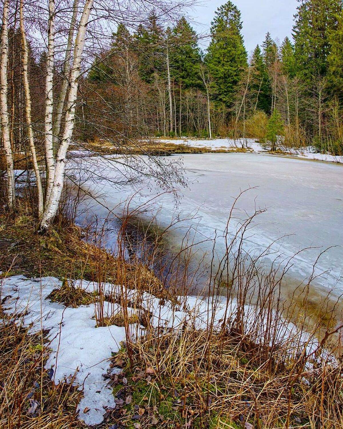 весна, лес, токсово, природа, Петр Косых