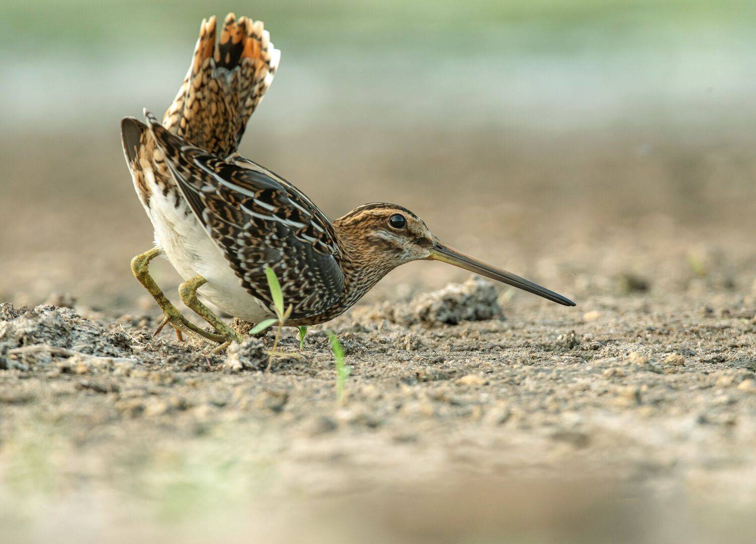 птицы,природа, лето, Андрей Киселёв