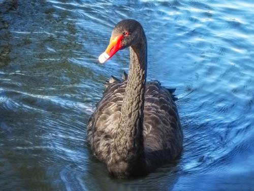 BLACK swans in the blue pond water - a bird, animals in the wild
