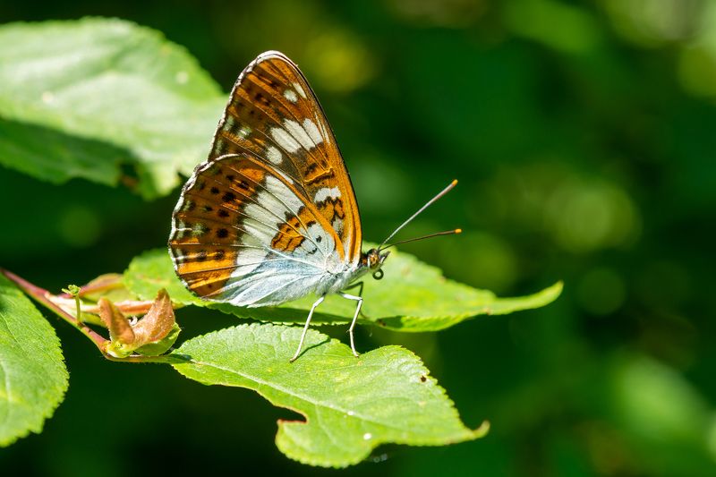 Limenitis camilla фото превью