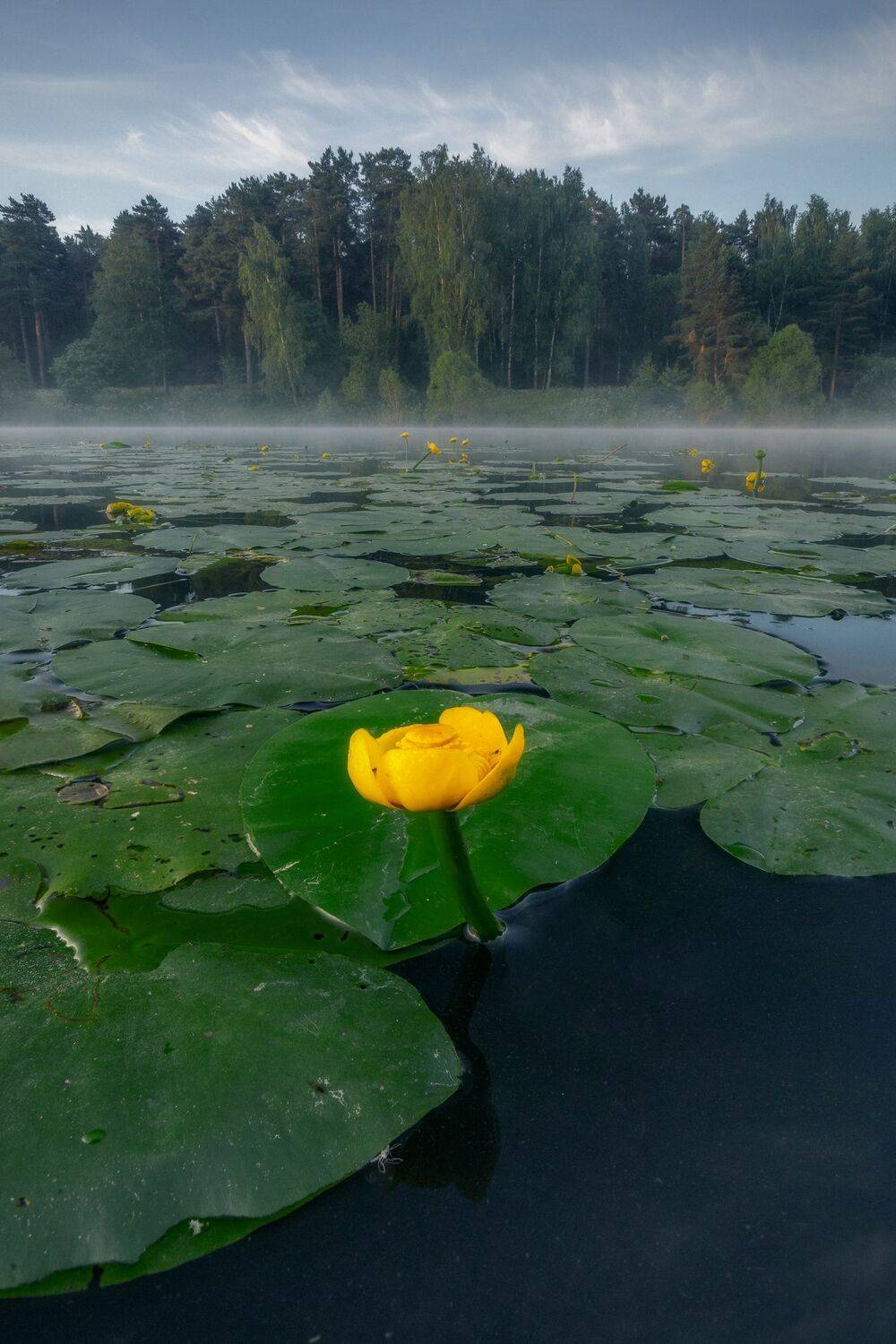 природа, цветы, лето, Россия, утро, кубышка желтая, кувшинки, пейзаж, Мартыненко Дмитрий