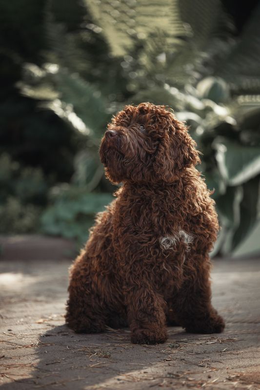 Пино Нуар (она же Стася :) ) фото превью