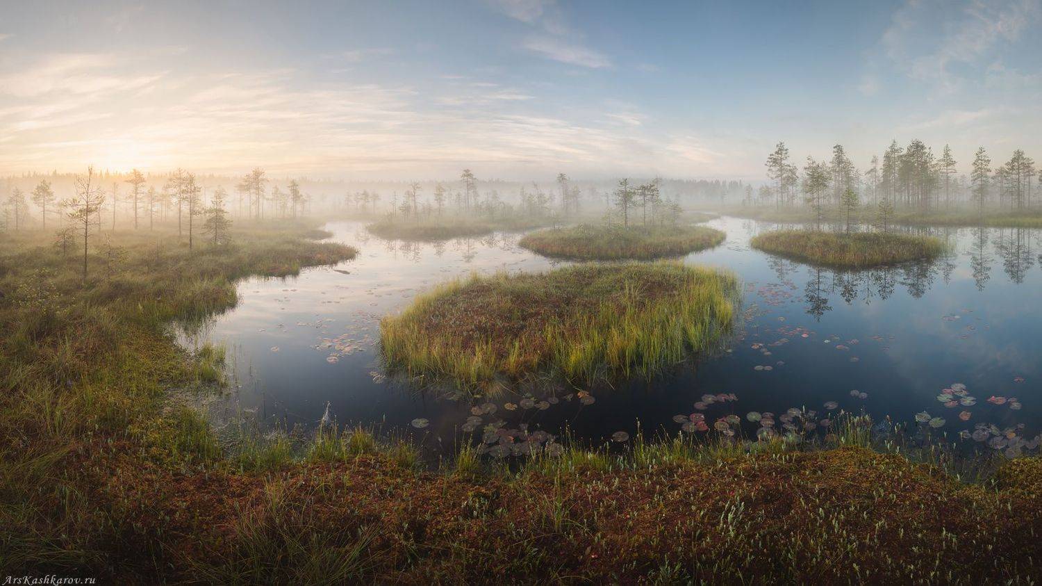 болото, ленобласть, фототур, туман, ленинградская область, сосны, дымка, болотные топи, Арсений Кашкаров