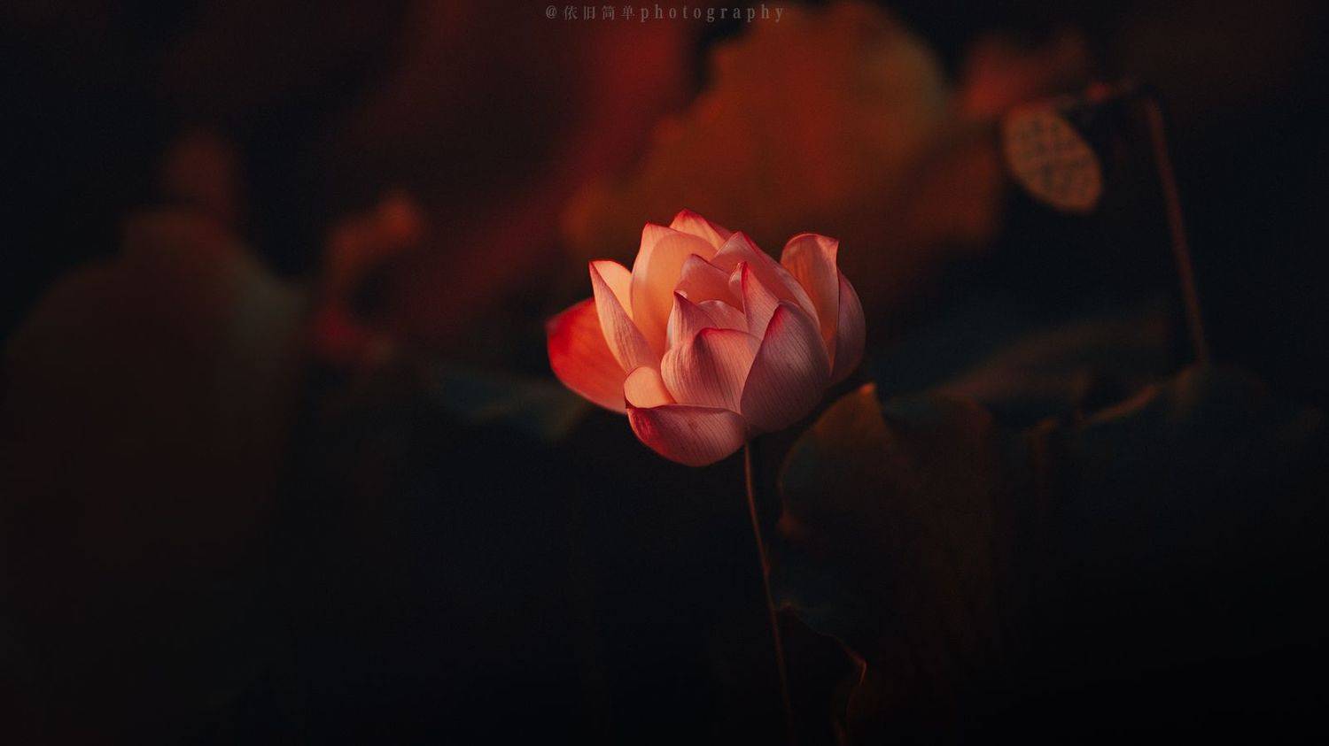 , vijstudio