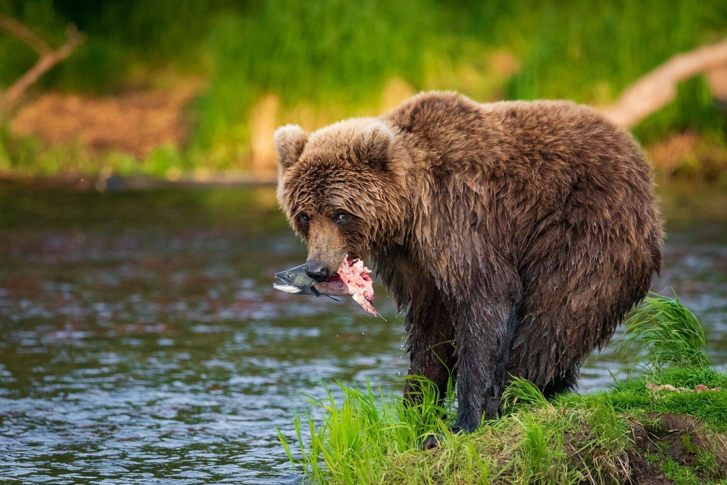 камчатка, медведь, рыбалка, улов, Татьяна Степанова