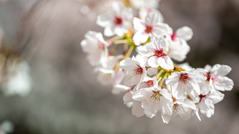 Spring фото превью