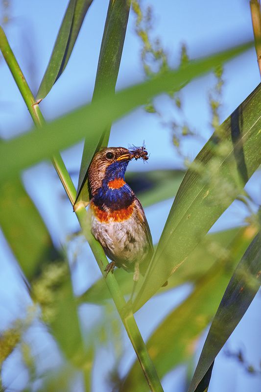 canon 55-250, beautiful, красивый, moment, момент, nature, природа, summer, лето, летняя, wildlife, bird, птица, bluethroat, варакушка, Красотка с букетом из мух :) фото превью