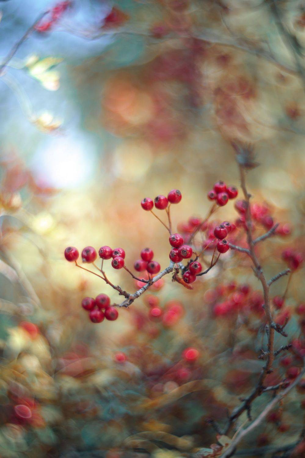 nature,nikon,red,orange,purple,bokeh,zenit,helios,85mm,, ColorAddict.Nature Borislav Aleksiev