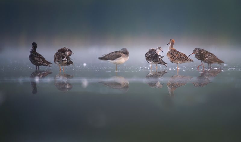 Tringa erythropus , Philomachus pugnax,Tringa nebularia фото превью