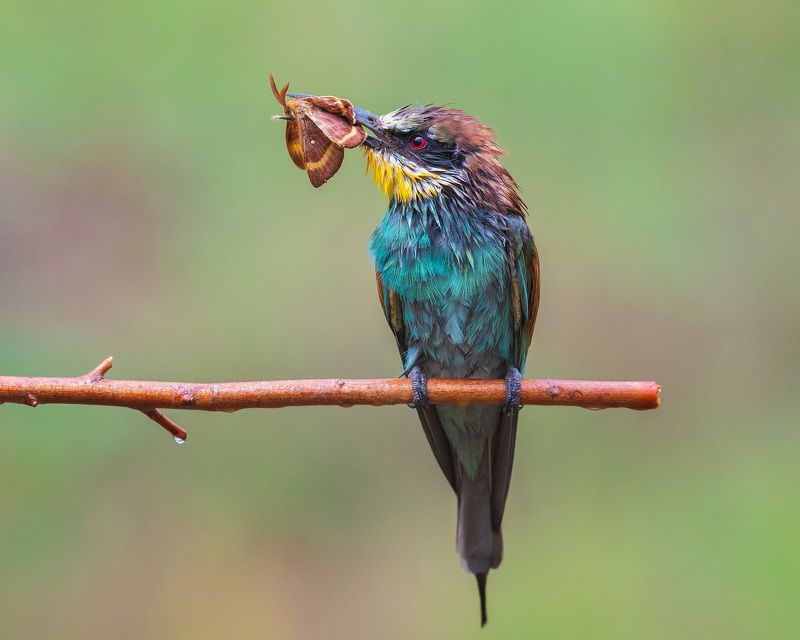 После дождя... фото превью