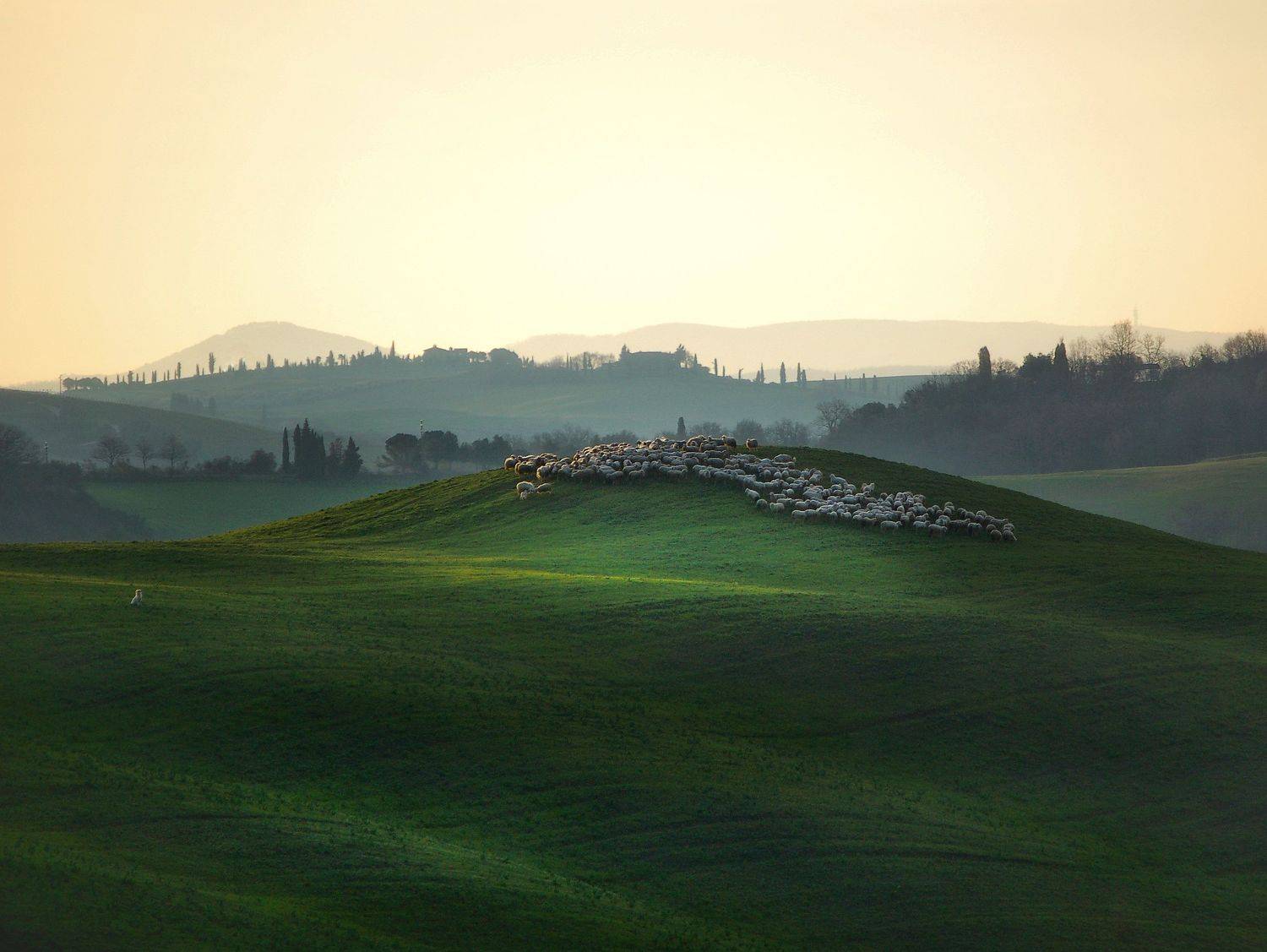 тоскана, весна, зелёное поле, овечка, овцы, Исаков Дмитрий