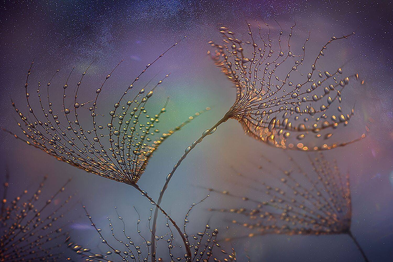 , Таня  Маркова