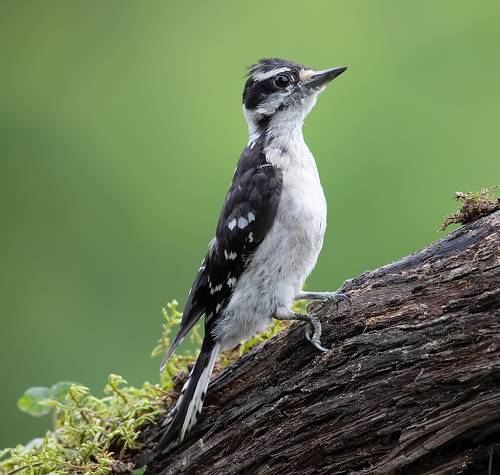 Downy woodpecker Female - Пушистый дятел. самка