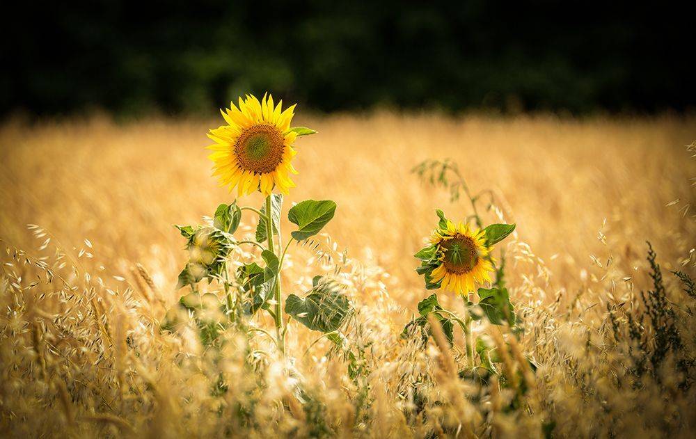 , Игорь Кляхин