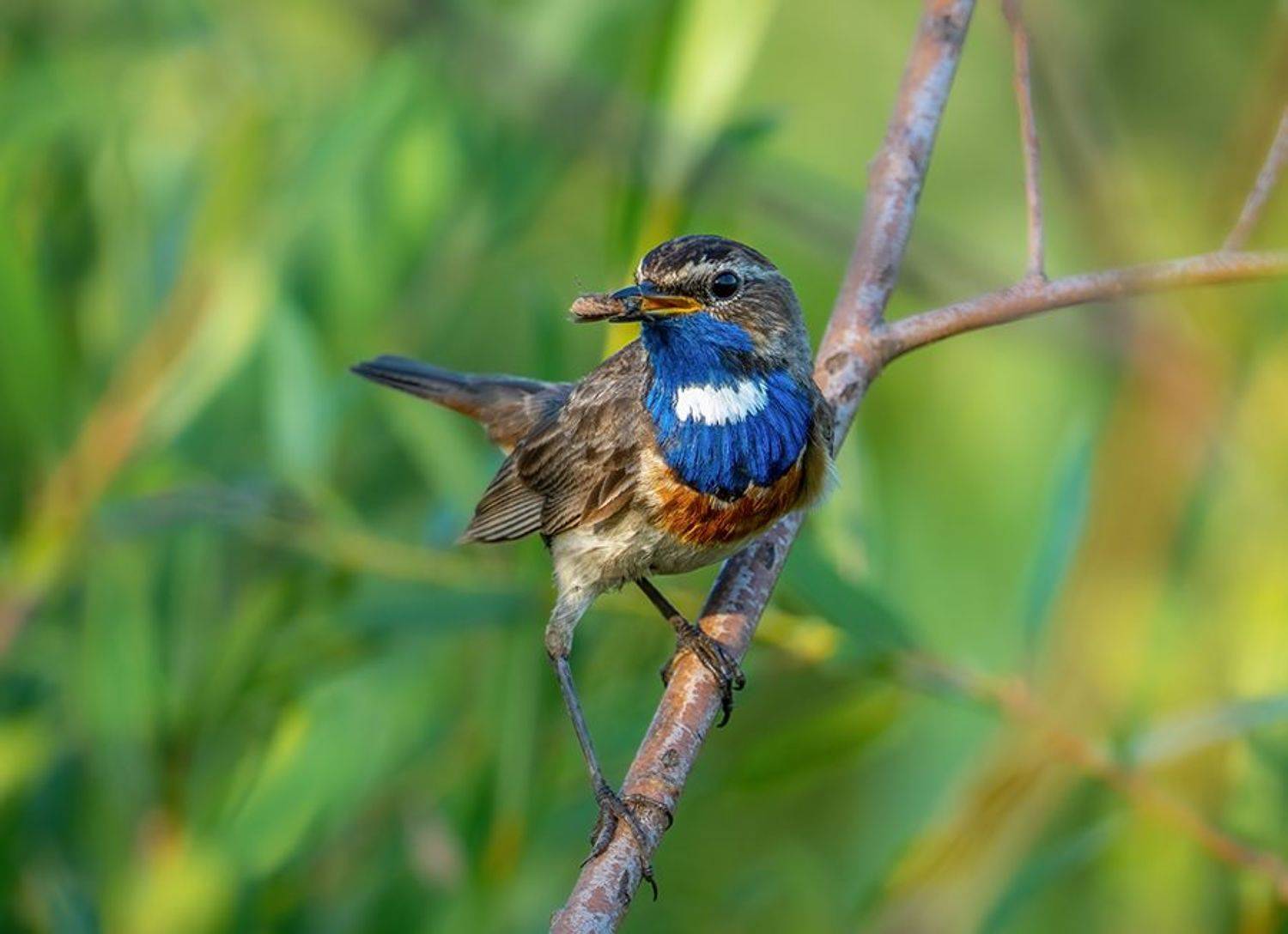 , Игорь Кляхин