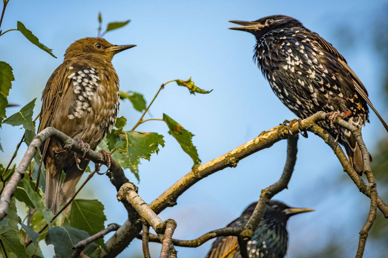 , Курлянцев Алексей