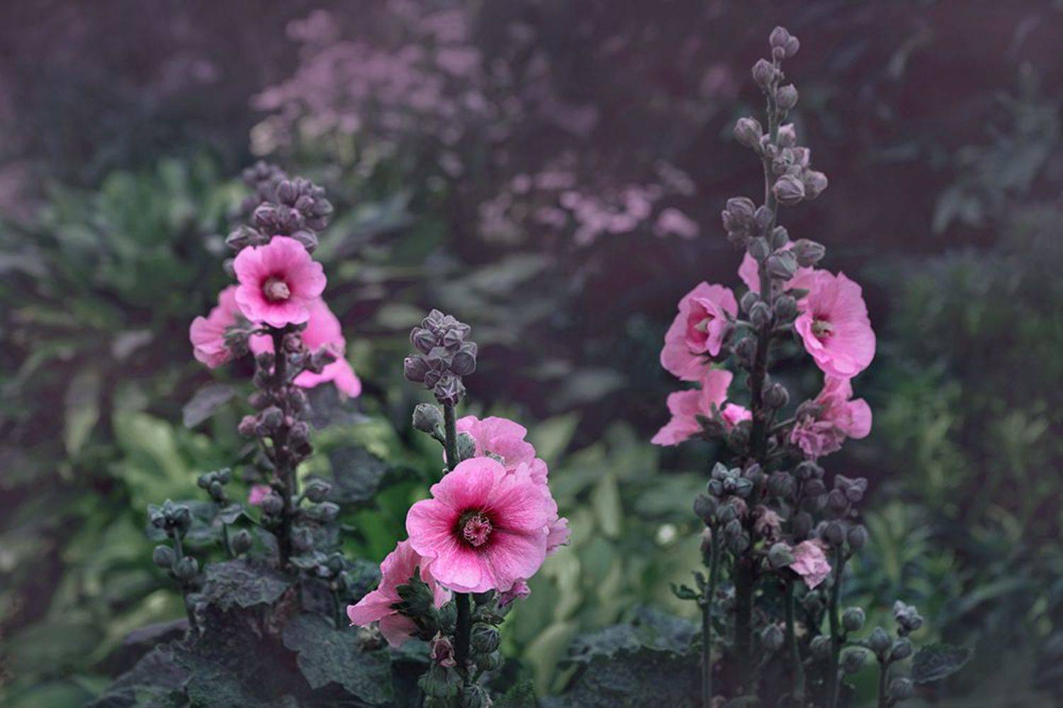 , Лана Тополева