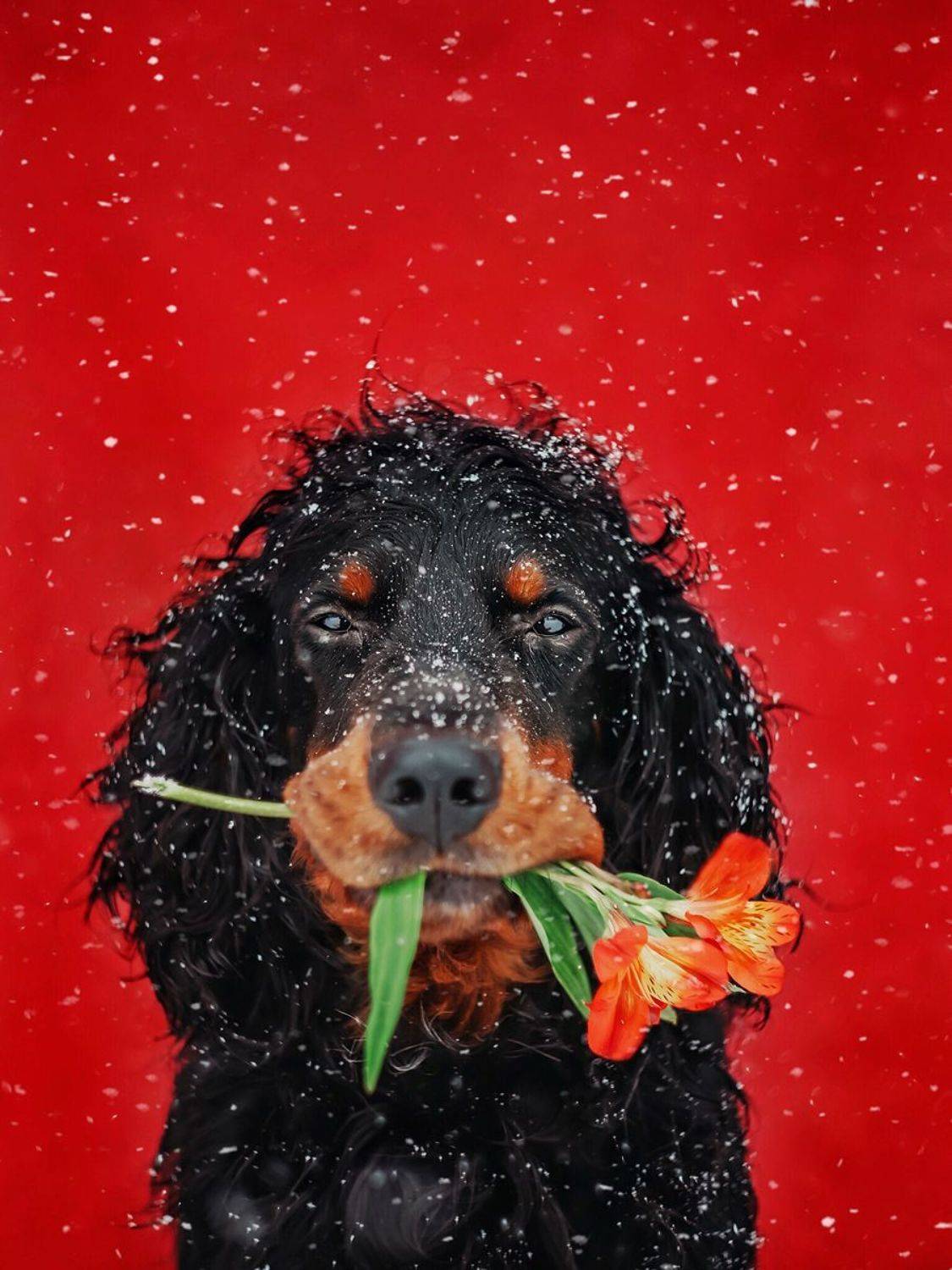 шотландский принц, Ольга Мурзина