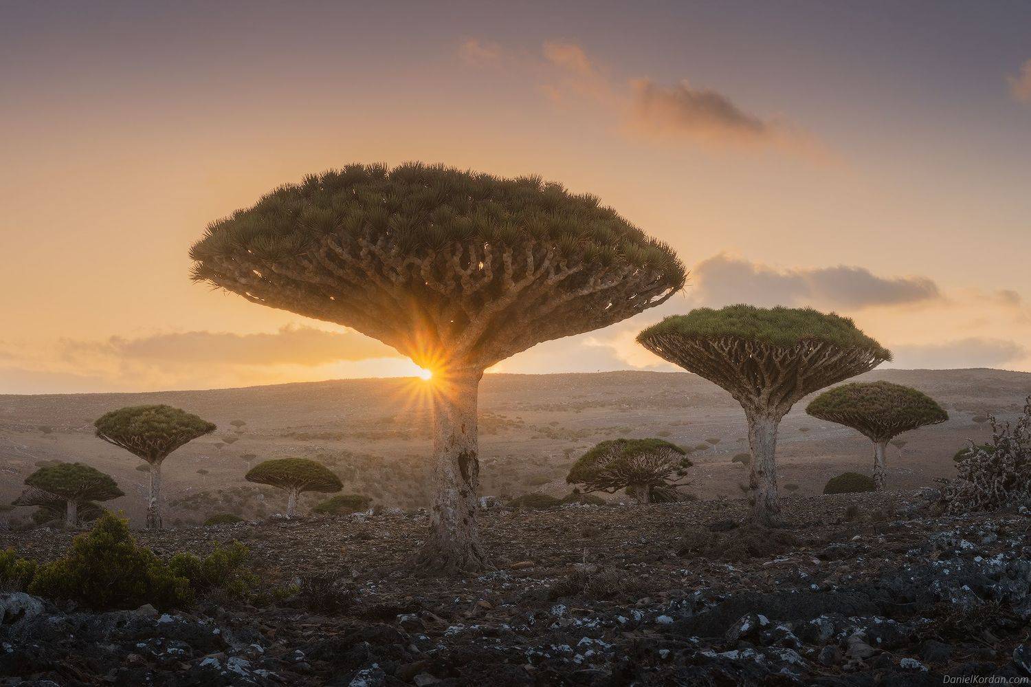 Socotra, Даниил Коржонов