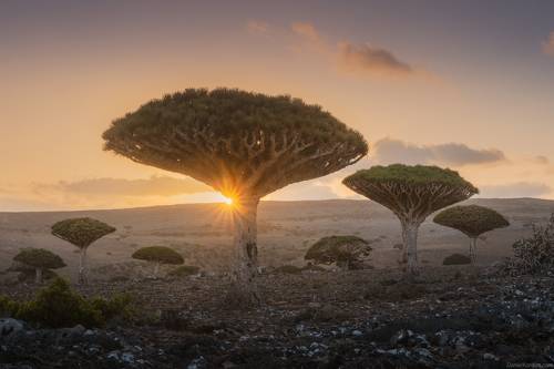 Socotra