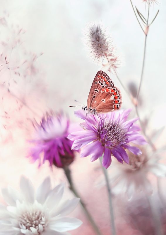 }o{ фото превью