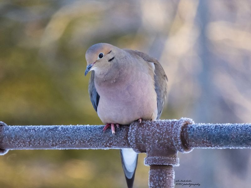 #animals #animal #pet #dog #cat #dogs #cats #photooftheday #cute #pets #instagood #animales #cute #love #nature #animallovers #pets_of_instagram #petstagram #petsagram #lovely lonely фото превью