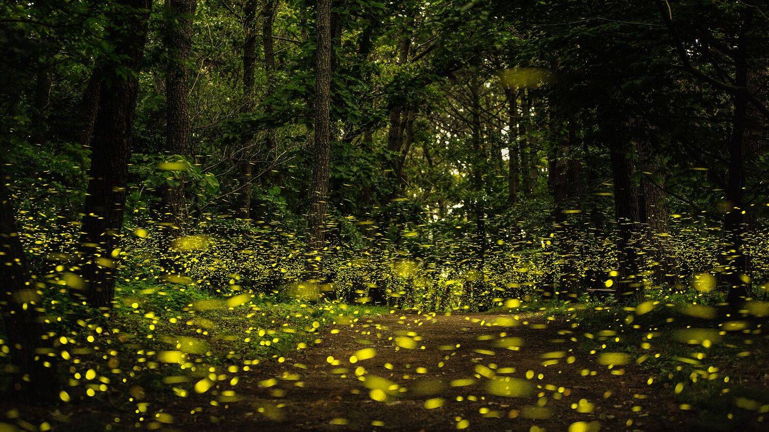 #firefly #long exposure, 이성학