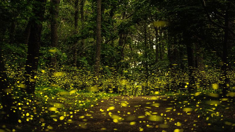 #firefly #long exposure The dream of a summer night фото превью