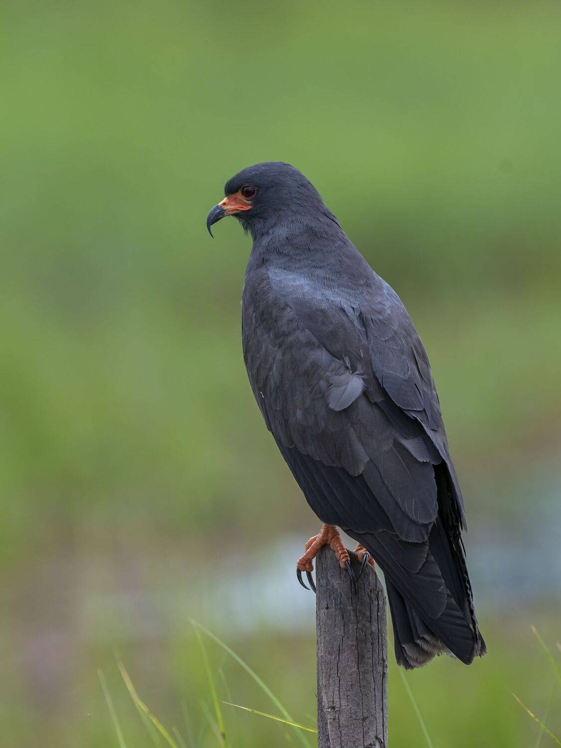 , Fernando Burgalin Sequeira