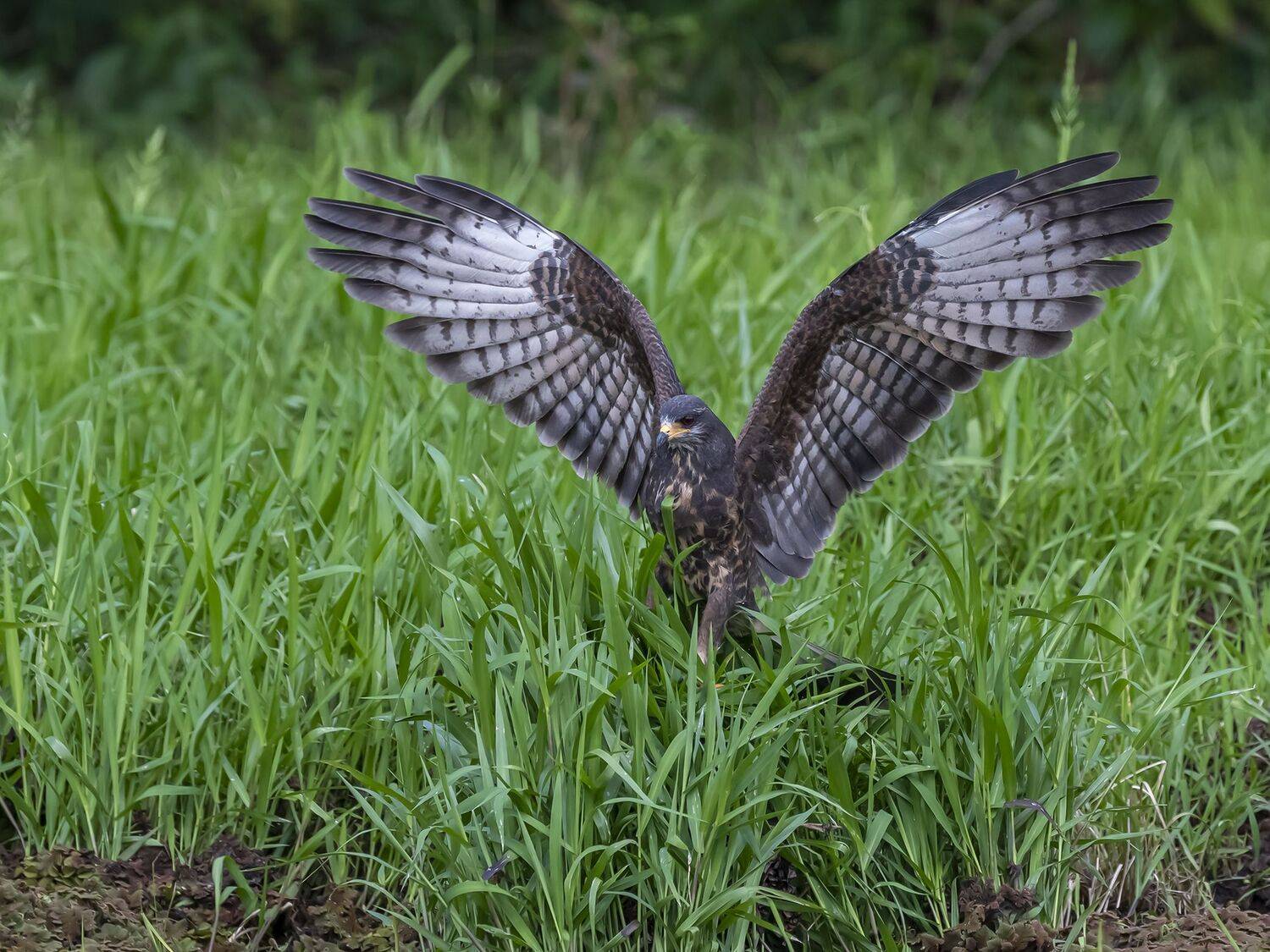 , Fernando Burgalin Sequeira