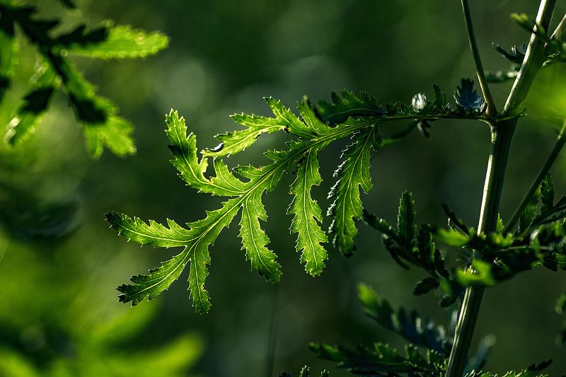 tokina 100 macro, beautiful, красивый, moment, момент, nature, природа, летняя, summer, лето, leaf, лист, tansy, пижма, green, зеленый, Лето - зеленого цвета! :) фото превью
