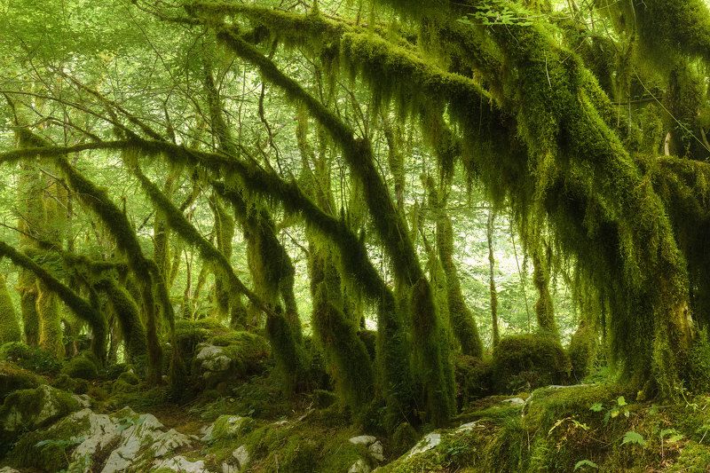 Green Forest фото превью