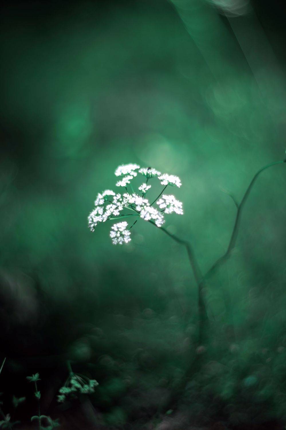White,green,bokeh,zenit,helios,85mm,nature,, ColorAddict.Nature Borislav Aleksiev