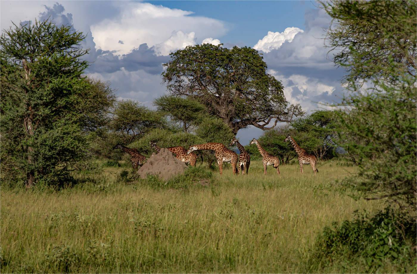 жираф,танзания, Валентина Булкина