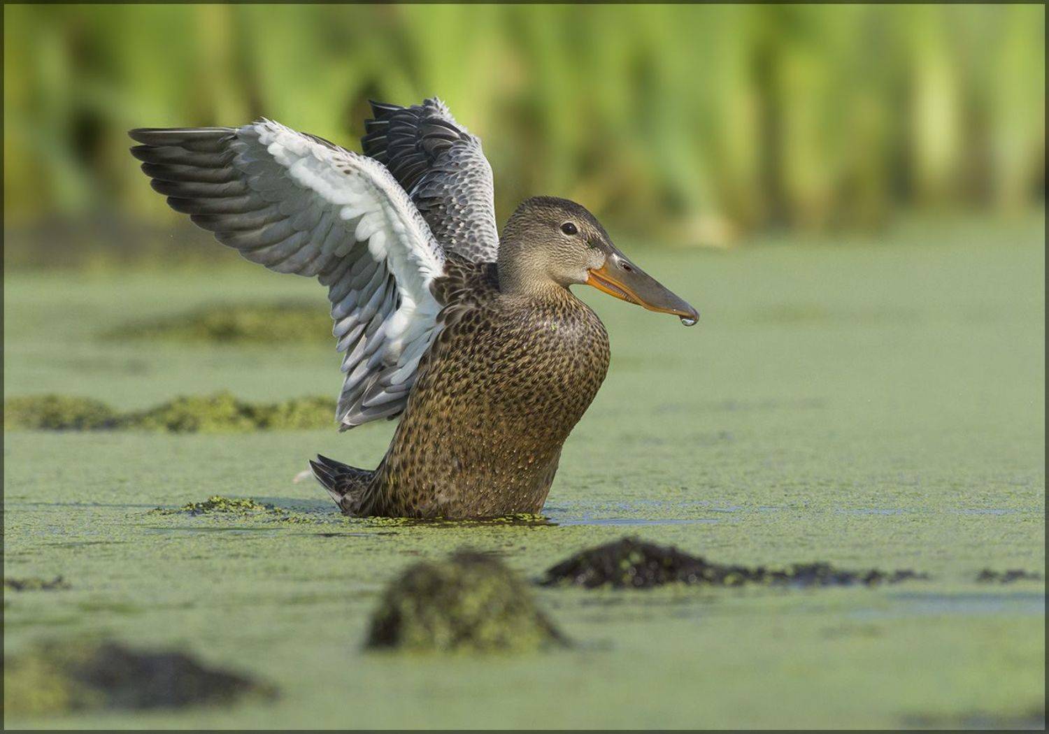 утка,широконоска,самка,болото,взмах, Иван