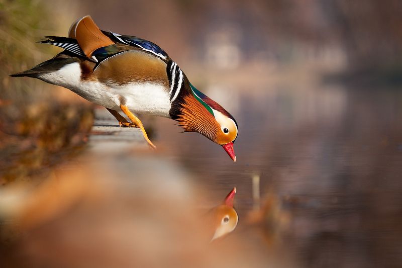 Mandarin duck фото превью