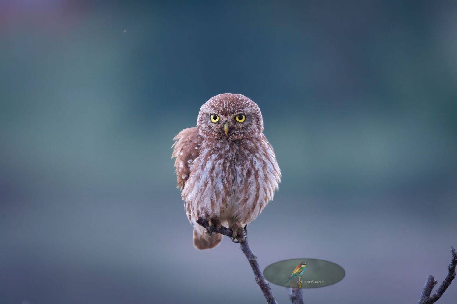 wildlife, Alexander Plekhanov