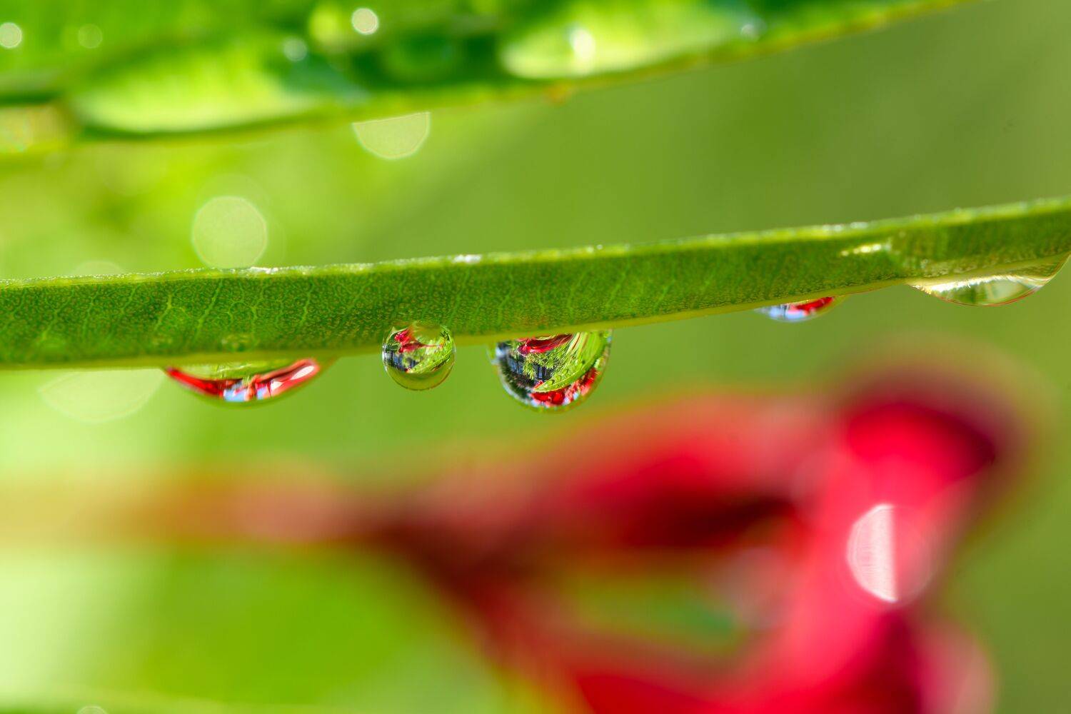 water, drop, leaf, grass, wet,  Mykhailo