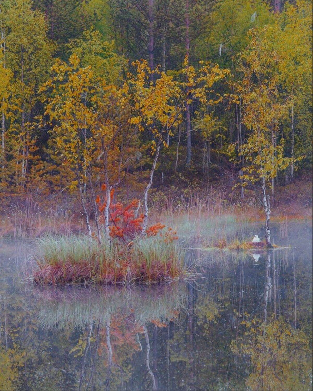 утро, туман, остров, птица, Петр Косых