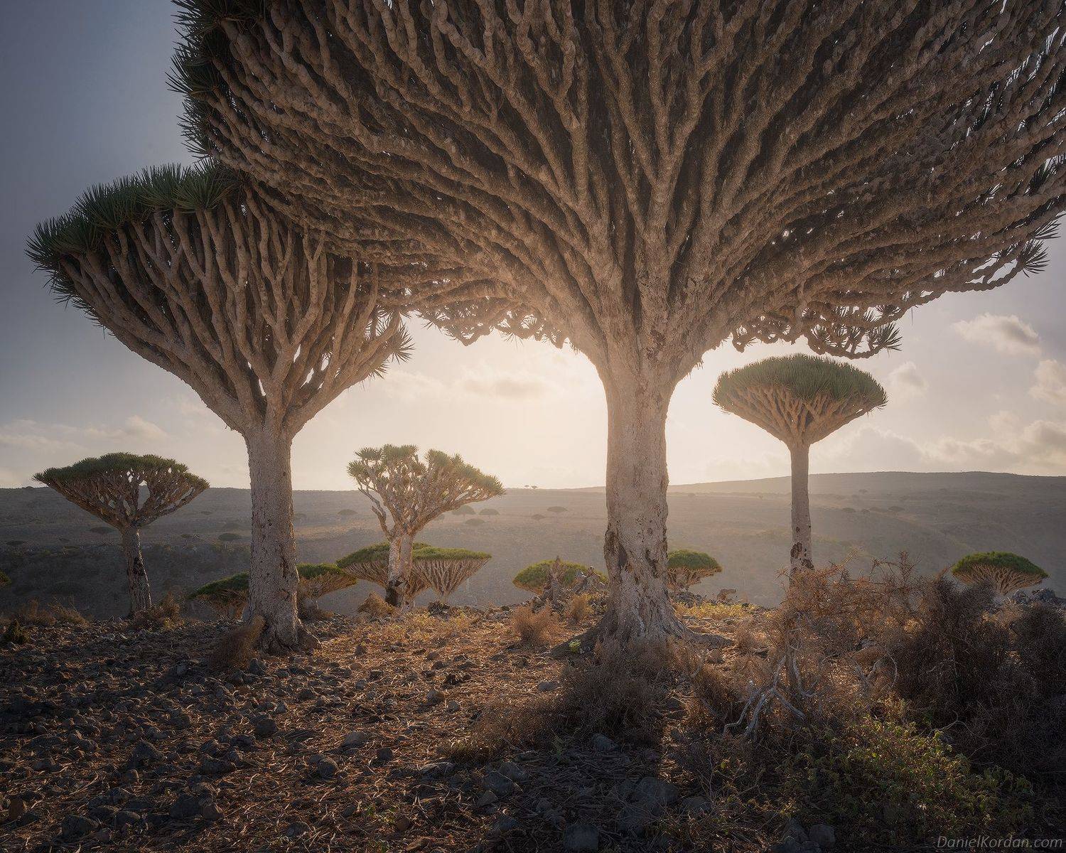 Socotra, Даниил Коржонов