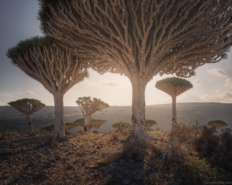 Socotra фото превью